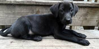 Bambi -  Labrador Retriever Dog for Adoption in Mount Pleasant, South Carolina - Bambi | PetCurious