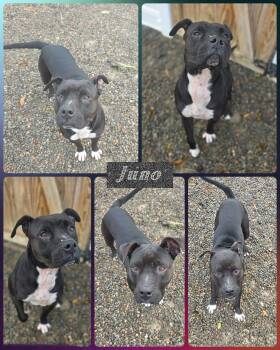 Rescue American Staffordshire Terrier Dogs for Adoption in Binghamton, New York - Juno | PetCurious