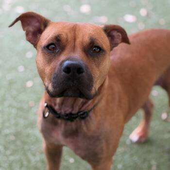 Nina -  Mixed Breed Dog for Adoption in Titusville, Florida - Nina | PetCurious