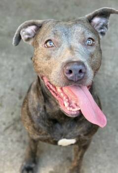 Balenciaga -  Pit Bull Terrier Dog for Adoption in Chicago, Illinois - Balenciaga | PetCurious
