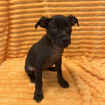 Kelly Clarkson -  Labrador Retriever and Mixed Breed Dog for Adoption in Kanab, Utah - Kelly Clarkson | PetCurious