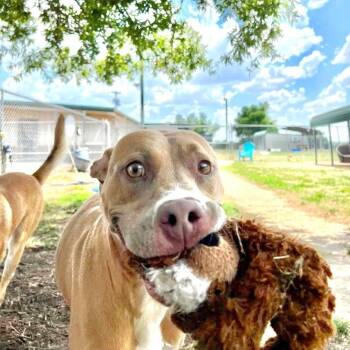 Sasha -  Mixed Breed Dog for Adoption in Tunica, Mississippi - Sasha | PetCurious