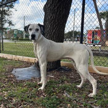 Rescue Mixed Breed Dogs for Adoption in West Palm Beach, Florida - Snowball | PetCurious