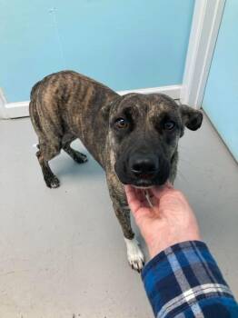 Rescue Pit Bull Terrier Dogs for Adoption in Okmulgee, Oklahoma - White Claw | PetCurious