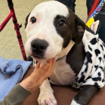 Rodeo -  Pit Bull Terrier and Husky Dog for Adoption in Kansas City, Missouri - Rodeo | PetCurious