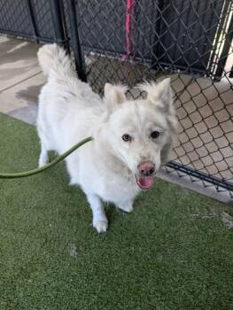 Aiko -  Husky and Mixed Breed Dog for Adoption in Bellevue, Washington - Aiko | PetCurious