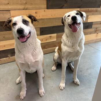 Ben -  Mixed Breed Dog for Adoption in Spokane, Washington - Ben | PetCurious
