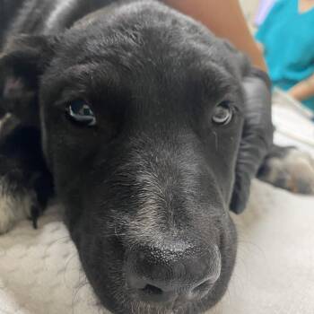 Argentina -  Catahoula Leopard Dog and Australian Shepherd Dog for Adoption in Lakeland, Florida - Argentina | PetCurious