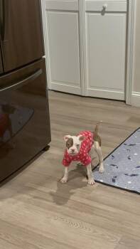 Boxer and Bulldog Dogs Available for Adoption - Love | PetCurious