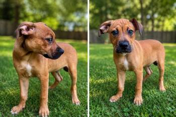 Scrappy Doo -  Mixed Breed Dog for Adoption in Russellville, Kentucky - Scrappy Doo | PetCurious