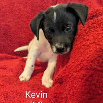 Kevin -  Australian Cattle Dog Blue Heeler Dog for Adoption in Marion, Illinois - Kevin | PetCurious