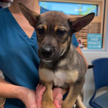 Shepherd and Mixed Breed Dogs Available for Adoption in Englewood, Florida - Allister | PetCurious