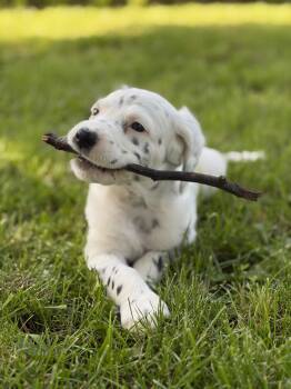 Mulligan -  English Setter Dog for Adoption - Mulligan | PetCurious