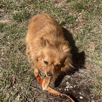 Pomeranian Dogs Available for Adoption - Pearl | PetCurious