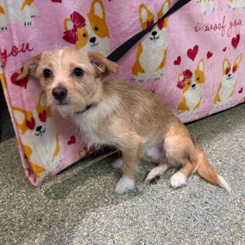 IVHS-Stray-141996 -  Terrier Dog for Adoption in San Gabriel, California - IVHS-Stray-141996 | PetCurious