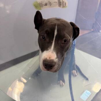BC-Angel -  Pit Bull Terrier Dog for Adoption in Idaho Falls, Idaho - BC-Angel | PetCurious