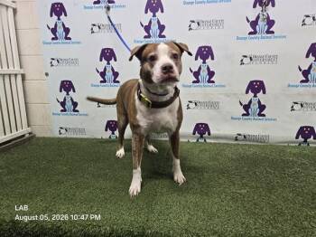 AILA -  Pit Bull Terrier Dog for Adoption in Orlando, Florida - AILA | PetCurious