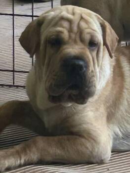 HANK (mini hippo) -  Mixed Breed and Shar Pei Dog for Adoption in Rossford, Ohio - HANK (mini Hippo) | PetCurious