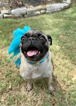 Paige the adorable Puggie Gurlie -  Pug Dog for Adoption in Lockhart, Texas - Paige The Adorable Puggie Gurlie | PetCurious