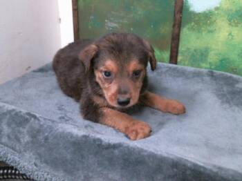 German Shepherd Dog and Mixed Breed Dogs Available for Adoption in Houston, Texas - A2078013 | PetCurious