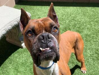 FLYOD -  Boxer Dog for Adoption in Moreno Valley, California - FLYOD | PetCurious