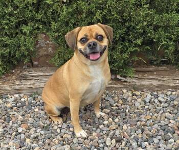 Puggle Dogs Available for Adoption in North Valley, New Mexico - Pretty Ms Pickles De Puggle ~ Perfect ! | PetCurious