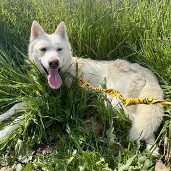 Lula* -  Siberian Husky Dog for Adoption in San Gabriel, California - Lula* | PetCurious