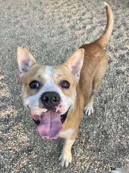 Seth -  English Bulldog and Husky Dog for Adoption in Lacon, Illinois - Seth | PetCurious