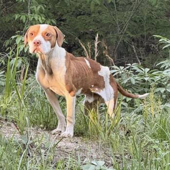 Mixed Breed Dogs Available for Adoption in Hamilton, Georgia - Carl | PetCurious