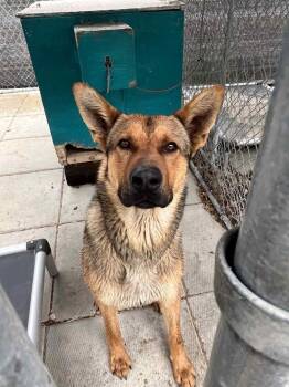 Rescue German Shepherd Dog Dogs for Adoption in Hay River, Northwest Territories - Brody | PetCurious
