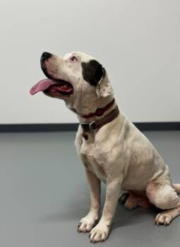 Rescue Pit Bull Terrier Dogs for Adoption in Bedford, Indiana - Dudley | PetCurious