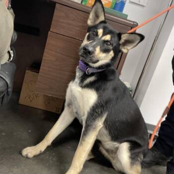 Naomi -  Mixed Breed Dog for Adoption in Dickinson, Texas - Naomi | PetCurious