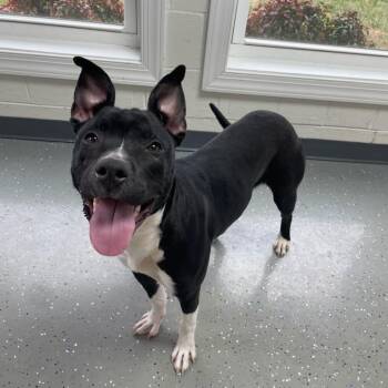 Mixed Breed Dogs Available for Adoption - Mustard | PetCurious