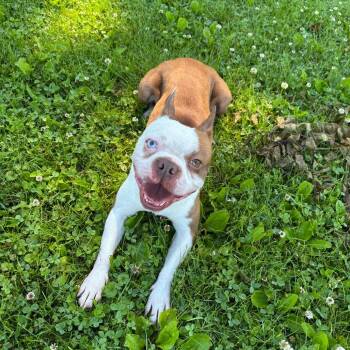 Vinnie -  Boston Terrier Dog for Adoption in Marshalltown, Iowa - Vinnie | PetCurious