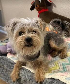 Yorkshire Terrier Dogs Available for Adoption - Roamie In TX | PetCurious