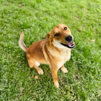 Cattle Dog and Mixed Breed Dogs Available for Adoption - Red | PetCurious