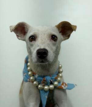 Penny-One of our Amazing Rescue Dogs -  Italian Greyhound and Jack Russell Terrier Dog for Adoption in Carlsbad, California - Penny-One Of Our Amazing Rescue Dogs | PetCurious