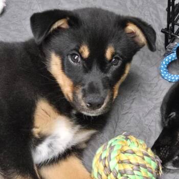 Cattle Dog Dogs Available for Adoption - Jenga | PetCurious