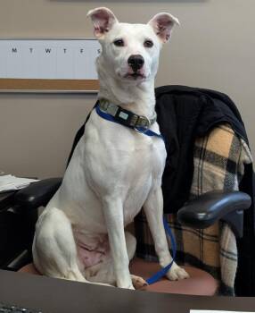 Snow White -  Pit Bull Terrier and Dalmatian Dog Available for Adoption in La Porte, Indiana - Snow White | PetCurious