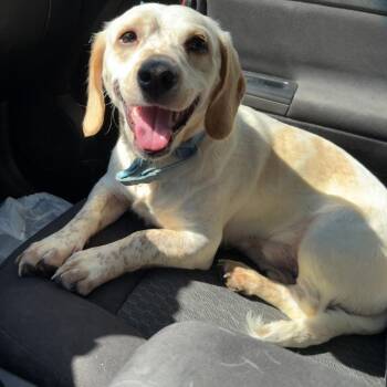 Beagle Dogs Available for Adoption in Lynchburg, Virginia - Faleuk | PetCurious