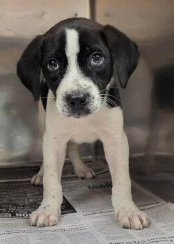 Big Mac -  Mixed Breed Dog for Adoption in Groveland, Massachusetts - Big Mac | PetCurious