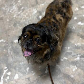 Rascal -  Mixed Breed Dog for Adoption in Philadelphia, Pennsylvania - Rascal | PetCurious