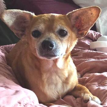 Midori -  Chihuahua Dog for Adoption in Wake Forest, North Carolina - Midori | PetCurious