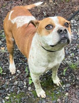 Boston Terrier and Fox Terrier Dogs Available for Adoption in Blue Ridge, Georgia - Etta | PetCurious