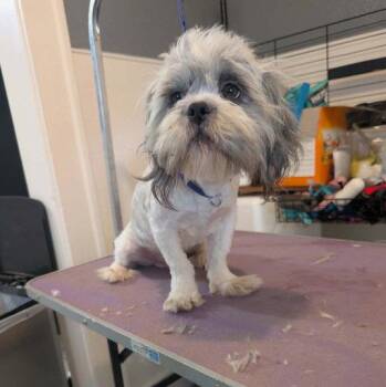 SPONSOR OR FOSTER ME - Holden -  Shih Tzu and Lhasa Apso Dog for Adoption in Grafton, Wisconsin - SPONSOR OR FOSTER ME - Holden | PetCurious