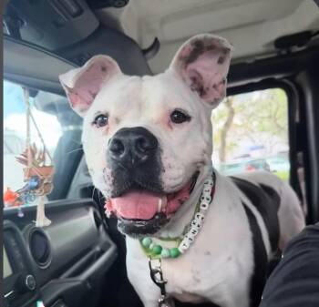American Staffordshire Terrier Dogs Available for Adoption - Tinka Bell | PetCurious