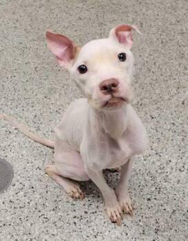 Pit Bull Terrier and Mixed Breed Dogs Available for Adoption in Kansas City, Missouri - Florence | PetCurious