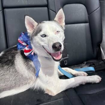 FLOKI -  Husky Dog for Adoption in New York, New York - FLOKI | PetCurious