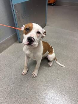 COWBOY -  Pit Bull Terrier Dog for Adoption in Las Vegas, Nevada - COWBOY | PetCurious