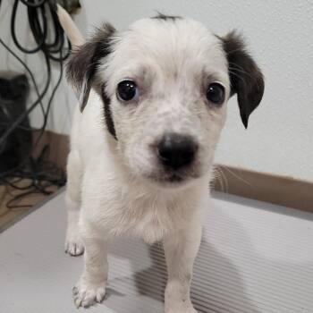 Carly -  Cattle Dog and Mixed Breed Dog for Adoption in Buchanan Dam, Texas - Carly | PetCurious